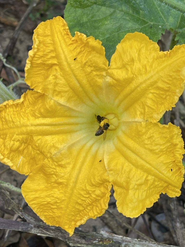 Abeilles sur Fleurs de Potiron