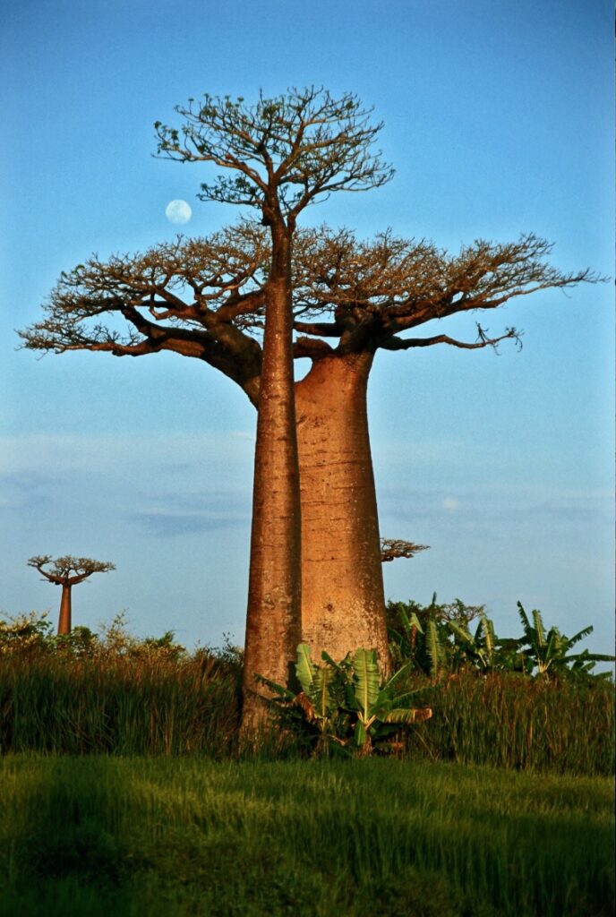 Lune et baobab @ KIKA Photo